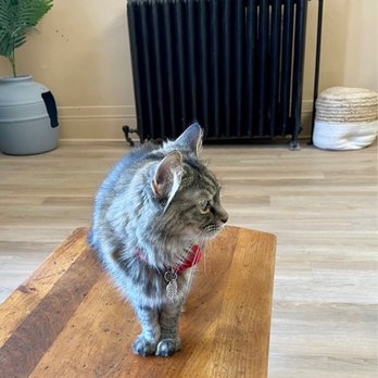 Purrista Cat Cafe - Themed Cafes Near Me - Erie, Pennsylvania Purrista Cat Cafe - Themed Cafes Near Me - Erie, Pennsylvania