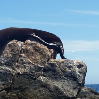 Go Baja's Tours - Tours Near Me - Cabo San Lucas, BCS Go Baja's Tours - Tours Near Me - Cabo San Lucas, BCS