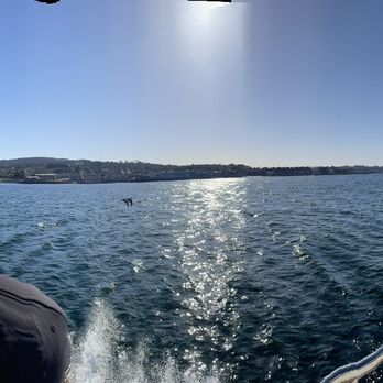 Discovery Whale Watch - Whale Watching Tours Near Me - Monterey, California