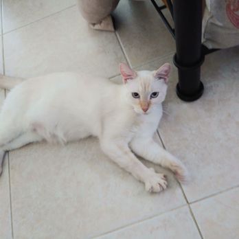 Orlando Cat Cafe - My happy home. - Animal Shelters Near Me - Clermont, Florida Orlando Cat Cafe - My happy home. - Animal Shelters Near Me - Clermont, Florida