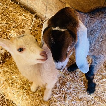 Temecula Carriage Company - Baby goats - Wine Tours Near Me - Temecula, California Temecula Carriage Company - Baby goats - Wine Tours Near Me - Temecula, California