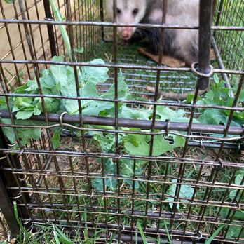 Animal Damage Control and Removal - Pest Control Near Me Animal Damage Control and Removal - Pest Control Near Me
