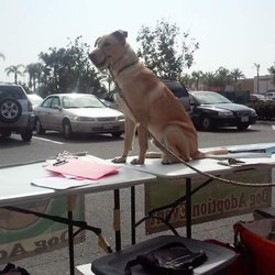 The Xadeya Poe Animal Foundation Rescue And Sanctuary