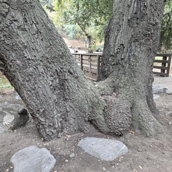 Big Dalton Canyon Wilderness Park - Parks Near Me - Glendora, California Big Dalton Canyon Wilderness Park - Parks Near Me - Glendora, California