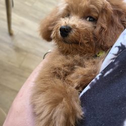 Viva La Pooch Pet Salon - After being groomed