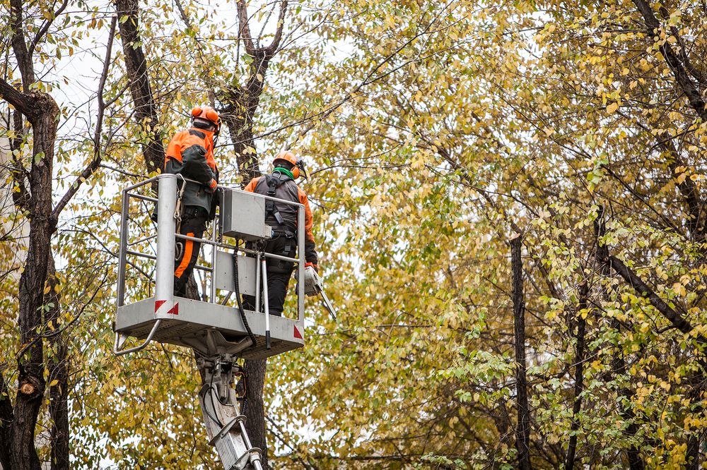 Gateway Arch Tree Experts - tree service in Saint Louis, MO