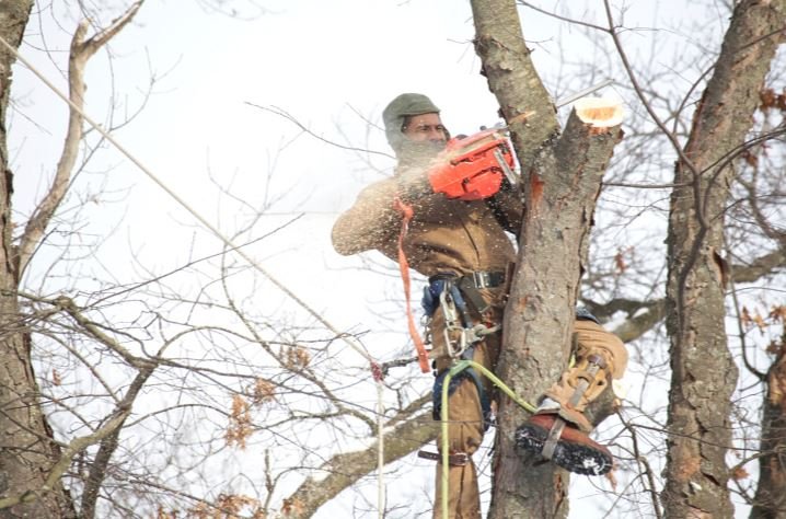 MD Pro Tree Services - tree service in Pikesville, MD