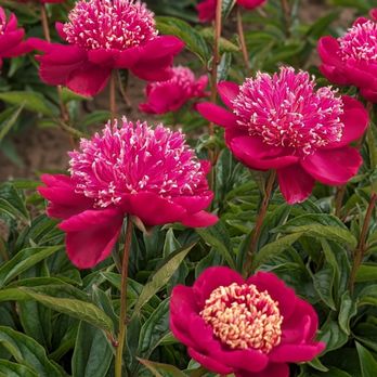 Adelman Peony Gardens - Nurseries & Gardening Near Me - Salem, Oregon