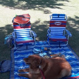 Ready for an afternoon picnic Simba is enjoying some welcome shade. Ready for an afternoon picnic Simba is enjoying some welcome shade.