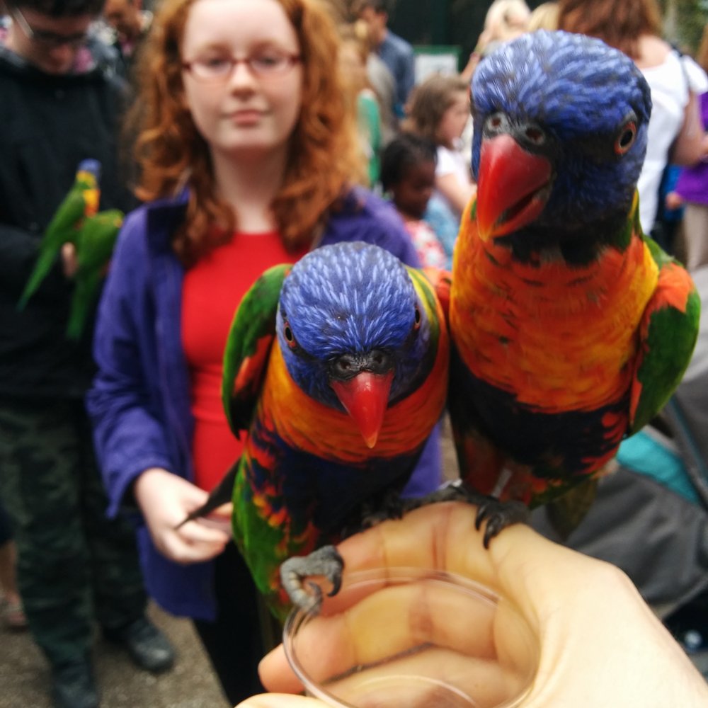 Paradise Park - Feeding the lorikeets. - Zoos Near Me - Hayle, CON Paradise Park - Feeding the lorikeets. - Zoos Near Me - Hayle, CON