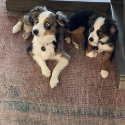 Scout and Willow. Toy Aussies