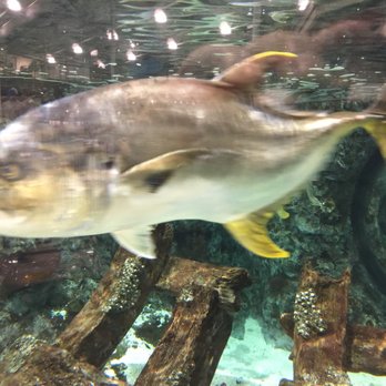 Bass Pro Shop - Very big fish - Outdoor Gear Near Me - Destin, Florida Bass Pro Shop - Very big fish - Outdoor Gear Near Me - Destin, Florida
