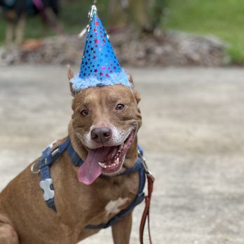Procyon Training - Pet Training Near Me - Ocala, Florida Procyon Training - Pet Training Near Me - Ocala, Florida