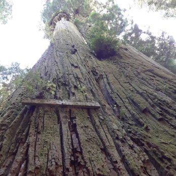 Jedediah Smith Redwoods State Park - Boy Scout Tree - Parks Near Me