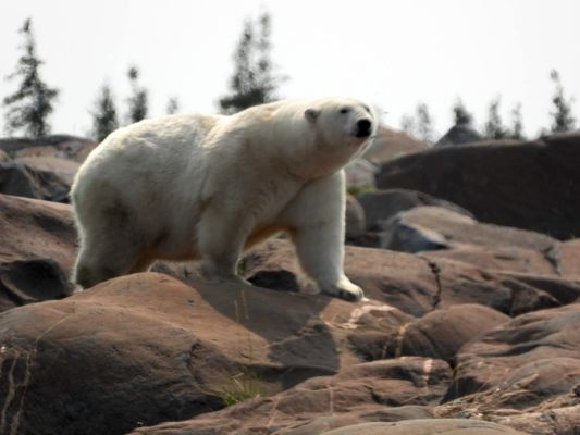 Lazy Bear Expeditions & Tours Churchill Canada by null