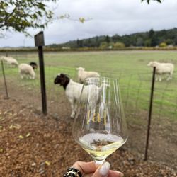Aesthete Winery & Farm - This is unreal!! Wine tasting and watching these animals just like from out of a movie or so.