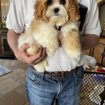 Superior Hilltop Kennels - Our Daisy the cavapoo - Pet Breeders Near Me - Millersburg, Ohio Superior Hilltop Kennels - Our Daisy the cavapoo - Pet Breeders Near Me - Millersburg, Ohio