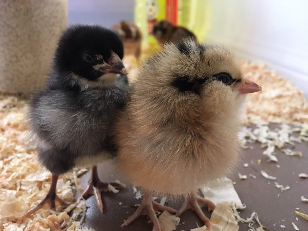 CONCORD FEED PET & LIVESTOCK SUPPLIES LIVERMORE Updated August 2024