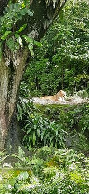 Singapore Zoo by null