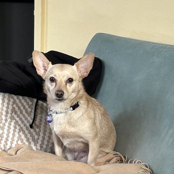 MatchDog Rescue - Honey our Matchdog! - Animal Shelters Near Me - Waterford Township, New Jersey MatchDog Rescue - Honey our Matchdog! - Animal Shelters Near Me - Waterford Township, New Jersey