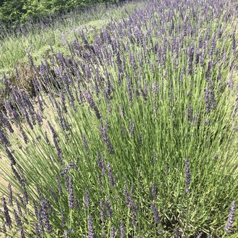 Cape Cod Lavender Farm - Lavender every where - Cosmetics & Beauty Supply Near Me - Harwich, Massachusetts