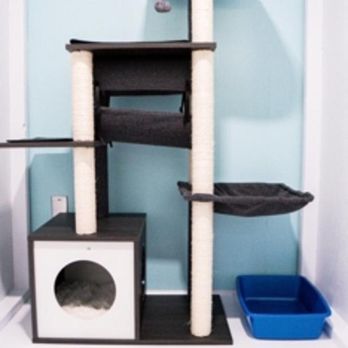 Halifax Kitty Hotel - Photo - Pet Boarding Near Me - Dartmouth, Nova Scotia