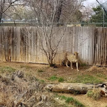 Denver Zoo - Zoos Near Me - Denver, Colorado Denver Zoo - Zoos Near Me - Denver, Colorado