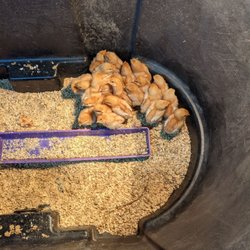 Grovetown Farm & Garden Center - Golden comet hens