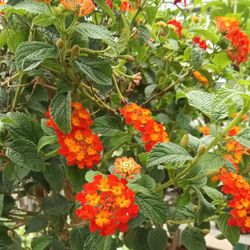 Christians' Renolda Greenhouse