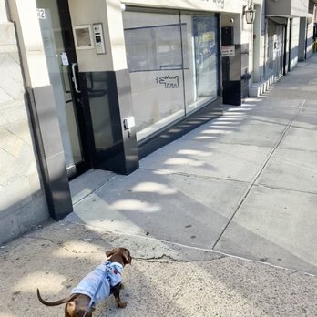 Dozo Dog  - My dog pulls me to Dozo Dog because he's always so excited to go there! - Pet Groomers Near Me - Astoria, New York