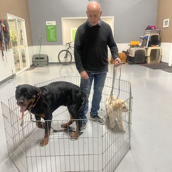 K9 City - Our very reactive maltipoo with the new Rottweiler - Pet Sitting Near Me - San Juan Capistrano, California