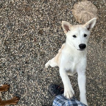 Peaceful Pets Pet Care - Dog Walkers Near Me Peaceful Pets Pet Care - Dog Walkers Near Me