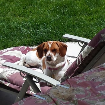 Nova's Ark Pet Care - Sun bathing! - Pet Sitting Near Me - Minden, Nevada Nova's Ark Pet Care - Sun bathing! - Pet Sitting Near Me - Minden, Nevada