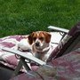 Photo of Nova's Ark Pet Care
