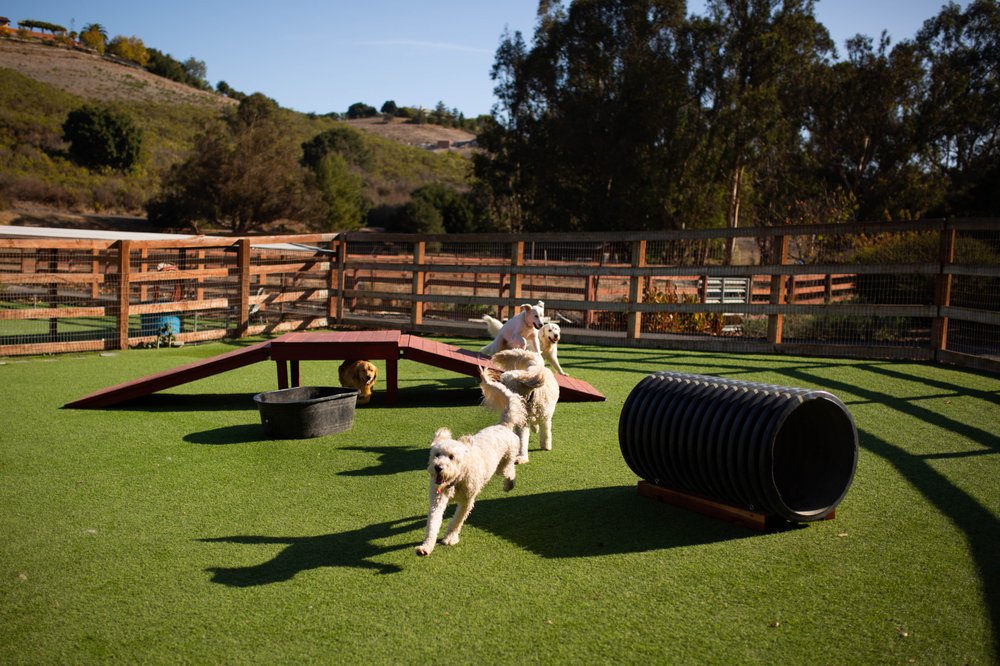 SPRINGDALE PET RANCH 32 Photos & 52 Reviews 1731 Corbett Canyon Rd