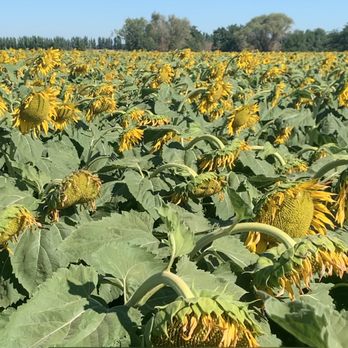 The Cloverleaf Farm - Droopy sunflowers :( - Pick Your Own Farms Near Me - Dixon, California