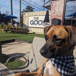 Great place for pups!