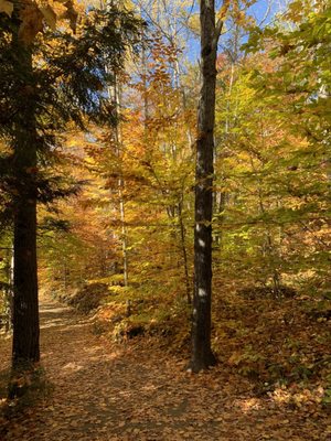 Algonquin Provincial Park by null