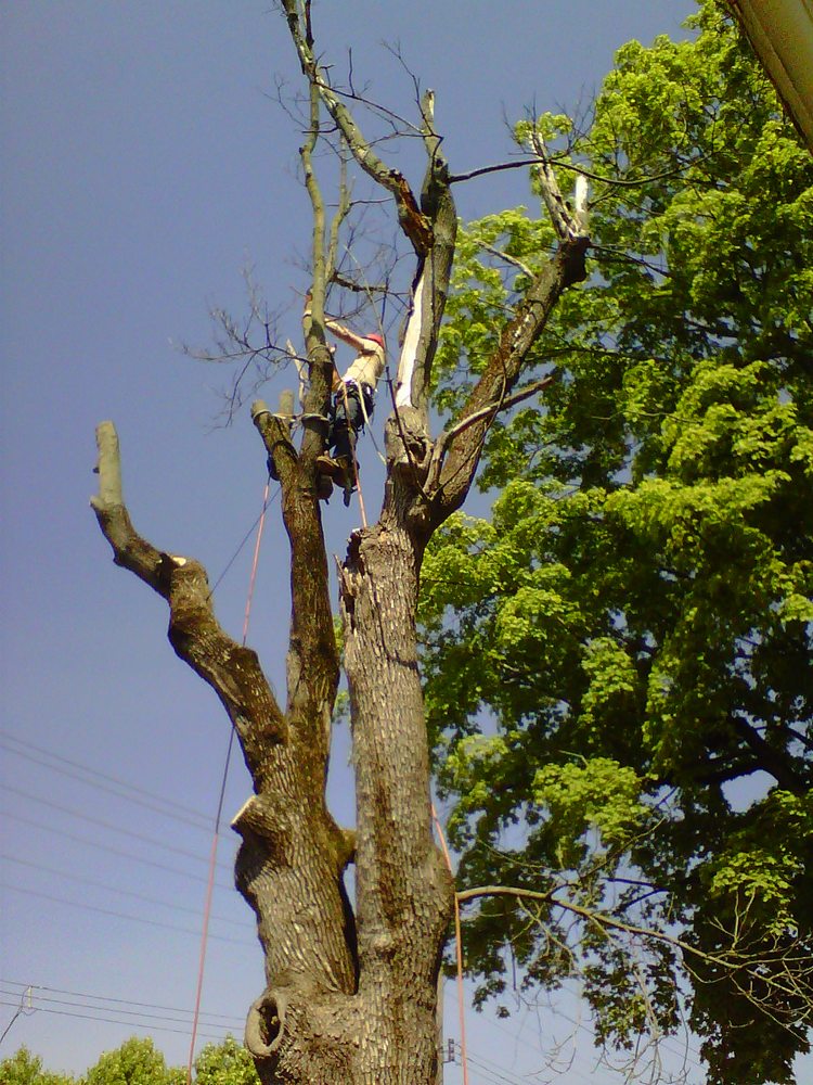 Long's Tree Service - tree service in Huntingdon, PA