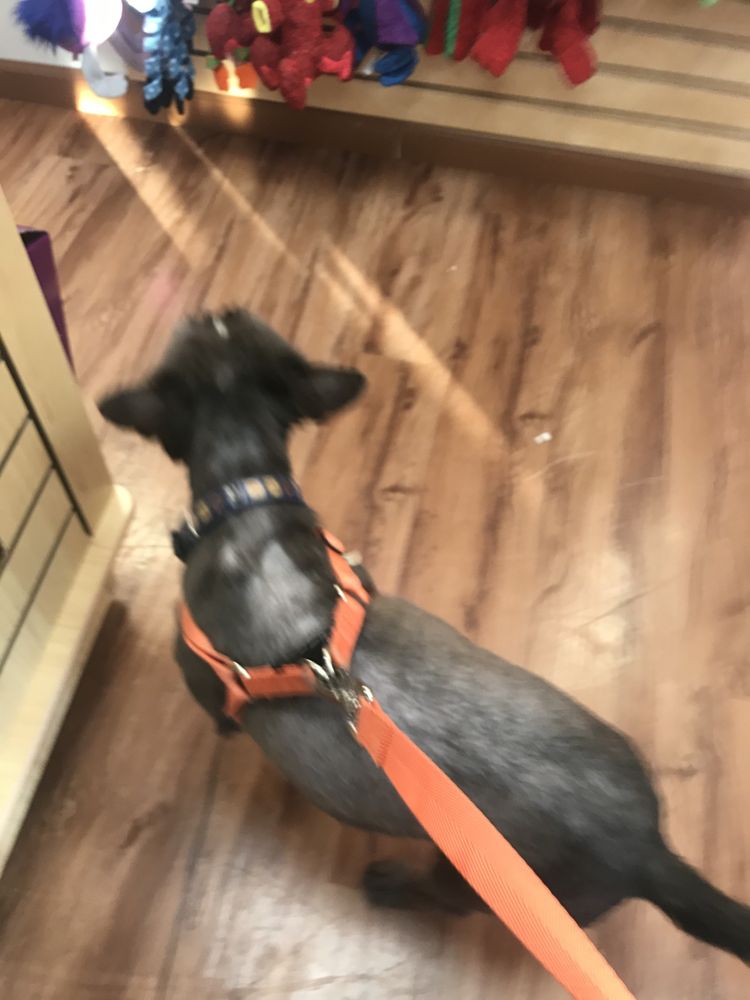 PAWS PET MARKET 22 Photos & 18 Reviews 1046 Collinsville Crossing