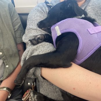 Veterinary Emergency Group - birdie resting in my arms as she comes out of sedation - Emergency Pet Hospital Near Me - San Ramon, California