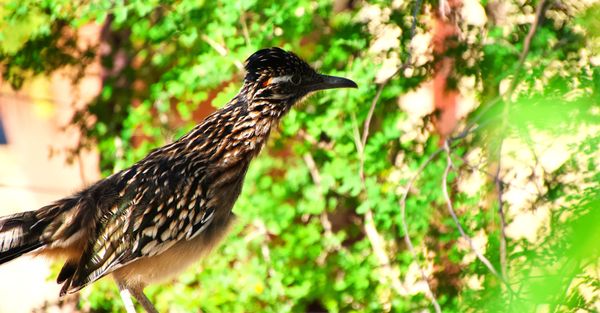 Desert Botanical Garden by null Desert Botanical Garden by null