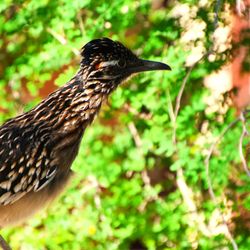 Desert Botanical Garden - Roadrunner