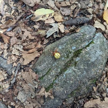 Harriman State Park - Orb weaver. - Parks Near Me - southfields, New York
