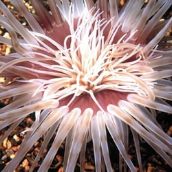 L'Aquarium du Cap d'Agde - Aquarium du Cap d'Agde