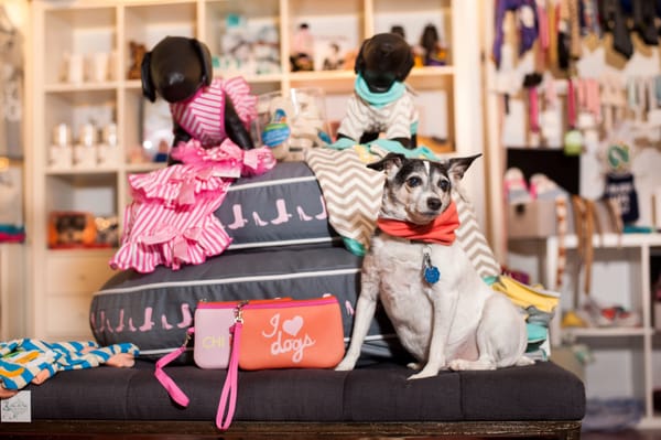 Bella & Lindy Pet Boutique by null