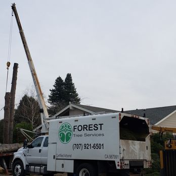 Forest Tree Services - Forest Tree Services, Santa Rosa, Tree removal, Tree trimming, stump grind, Certified Arborist - Tree Services Near Me - Santa Rosa, California Forest Tree Services - Forest Tree Services, Santa Rosa, Tree removal, Tree trimming, stump grind, Certified Arborist - Tree Services Near Me - Santa Rosa, California