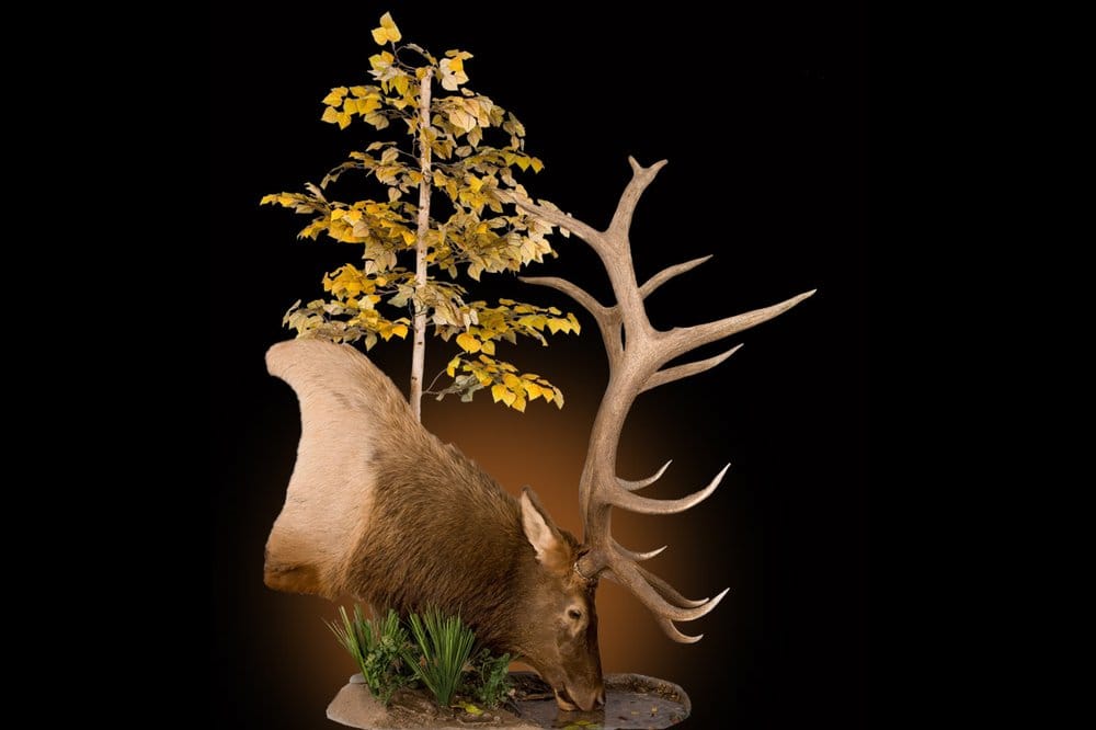 Wildlife Revolutions - taxidermy in Sparks, NV