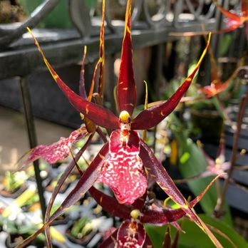 Kawamoto Orchid Nursery - Hidden gem in the back of Palolo Valley. - Nurseries & Gardening Near Me - Honolulu, Hawaii
