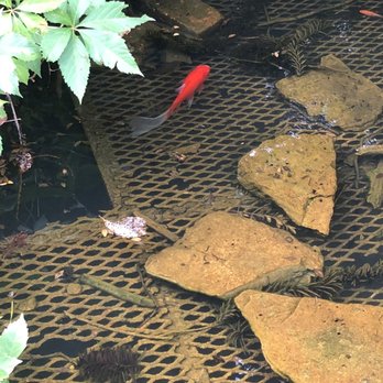 State Arboretum of Virginia - Koi - Parks Near Me - Boyce, Virginia State Arboretum of Virginia - Koi - Parks Near Me - Boyce, Virginia